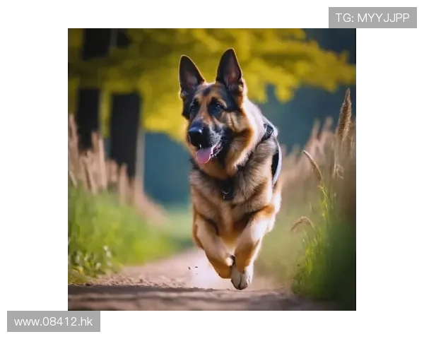 忠诚的守护者：游骑兵狗狗，不止是宠物更是伙伴